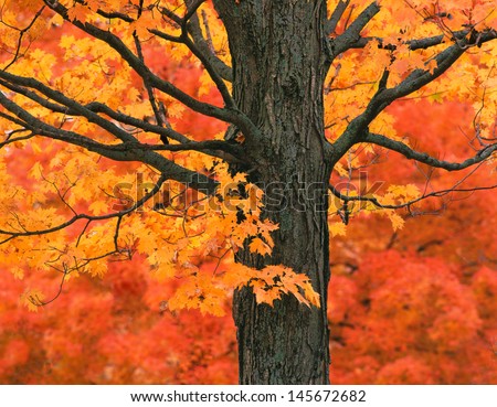 New England Autumn Trees Royalty-Free Stock Photo #145672682