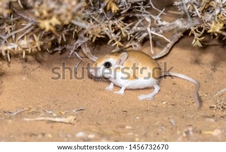 Lesser Egyptian Gerbil (Gerbillus gerbillus) sitting on sandy desert along Dakhla / Aousserd road, Western Sahara, Morocco.