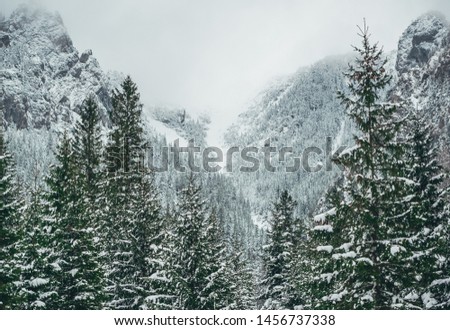 Snow covered trees in winter forest in fog. Tatra mountains in Poland. Christmas background.