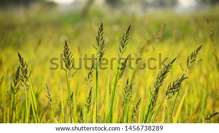 Barnyard grass or Cockspur grass or Barnyard millets and Billion-dollar grasses (Echinochloa crus-galli)