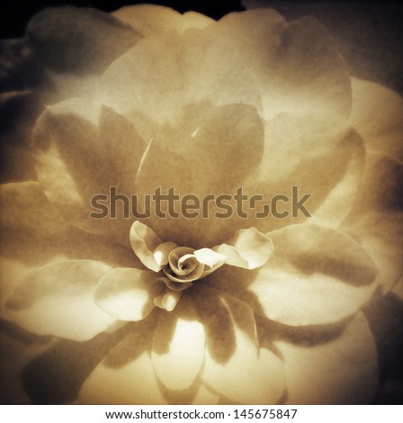 Closeup of a beautiful flower