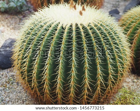 golden barrel cactus; Echinocactus grusonii