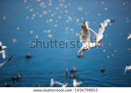 High-speed shot Seagulls being fed 