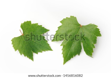 Grape leaves for decorate or background isolated on white                        Royalty-Free Stock Photo #1456816082