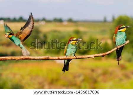 life of wild colorful birds in summer