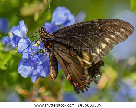 Polydamas Swallowtail, Gold Rim Swallowtail, Tailless Swallowtail, at Plumbago Plant, Seminole, Florida 