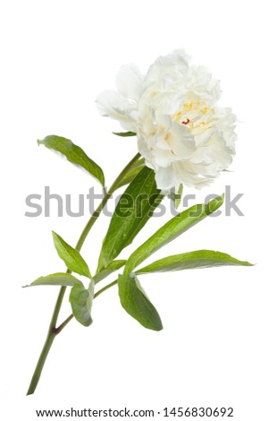 Tender yellow peony isolated on white background.