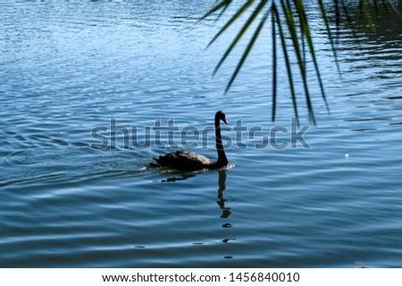 Black swans on the lake behind the group of people on a sunny day swimming, diving,..