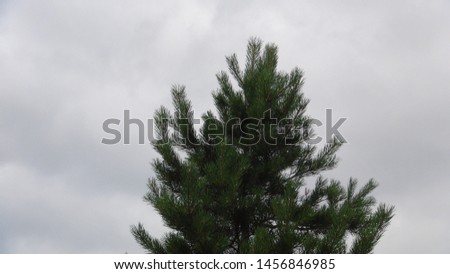 spruce on the background of thick and gloomy clouds