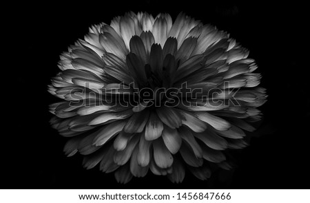 Black and white calendula officinalis. Glower with multi-layered petals. Black and white flower isolated on black background. Black and white abstract background.