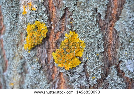 Yellow lichen on the bark of a tree. Tree trunk affected by lichen. Moss on a tree branch. Textured wood surface with lichens colony. Fungus ecosystem on trees bark.  Common orange lichen. Soft focus