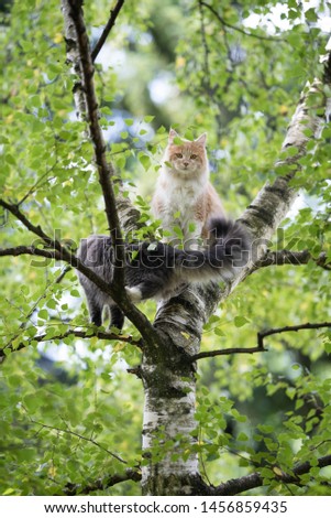 two young maine coon cats climbing birch tree. cream tabby kitten is looking at camera. 