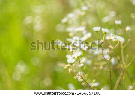 Natural blur background of field daisies on a sunny summer day