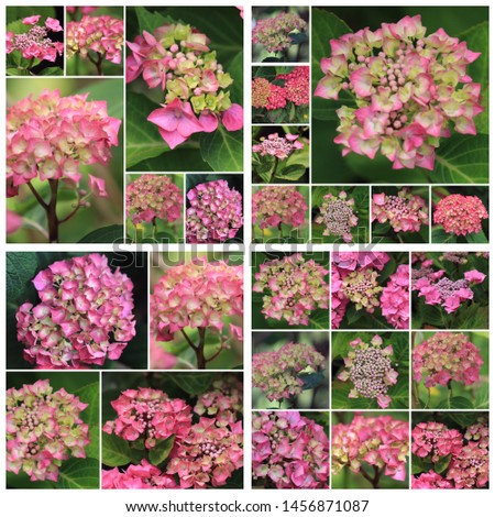 collage of many pictures of blossoms of hydrangea in pink white greenish shades