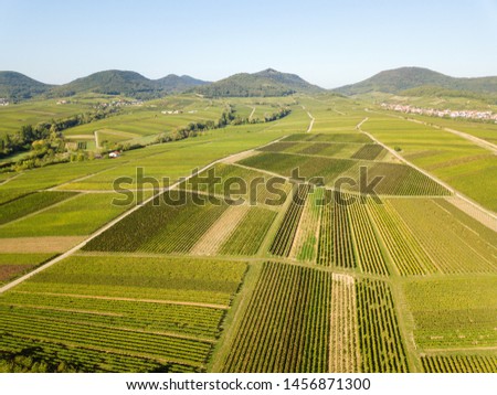 Rhine valley wine fields palatine drone view
