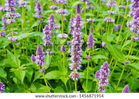 a macro closeup on purple blue aromatic flower cluster bloom of Agastache garden herb from hyssop and mint family, with taste and aroma like licorice liquorice against bright green garden background