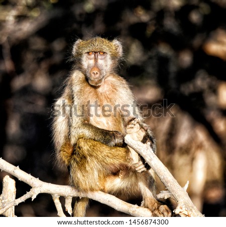 Young baboon posing for the photographer