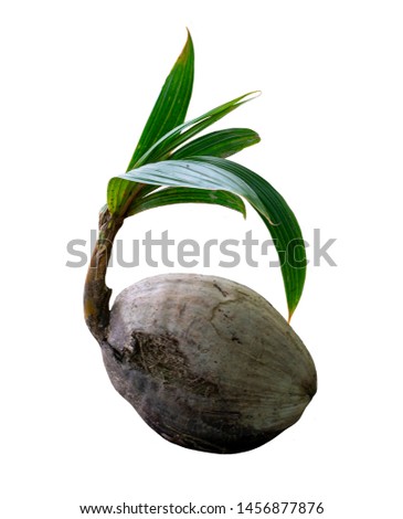 Coconut tree seedling isolate on white background
