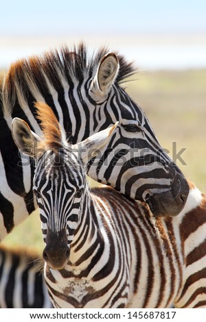 A baby zebra (Equus Quagga) and his mother in Ngorongoro Conservation Area, Tanzania Royalty-Free Stock Photo #145687817