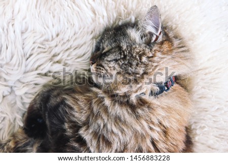 Beautiful tabby cat sleeps on white fluffy blanket. Black cat collar around neck. Persian cats. Taking a nap. Animal slepping. Amazing pets. Kitty