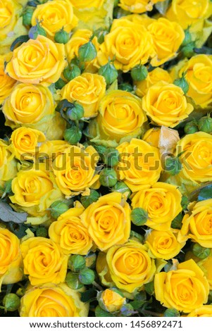 Fresh yellow roses bouquet flower background. Surface of yellow beautiful roses in drops of dew. Background of roses. Screensaver, postcard. vertical photo