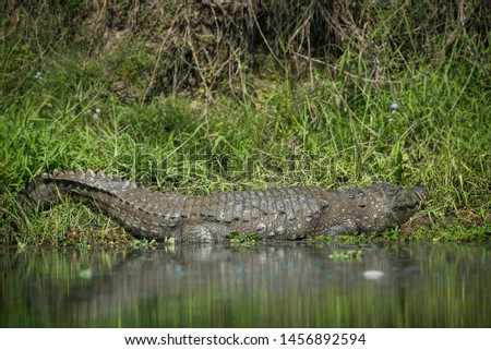Large freshwater Mugger Crocodile basking on the banks of the Rapti river to regulate its body temperature