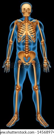 Illustration of the human skeletal system