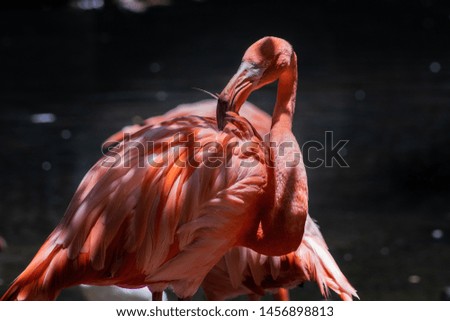 The red flamingo is a bird that lives in tropical areas of America, there are no known subspecies.