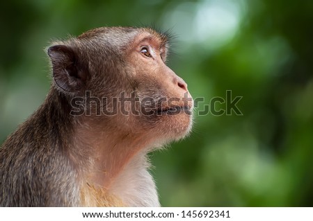 monkey sitting be inattentive in ratburi thailand