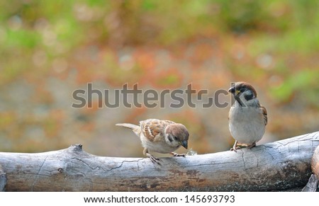 two sparrows Royalty-Free Stock Photo #145693793