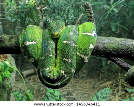 Corallus caninus, commonly known as the emerald tree boa, is a non-venomous boa species found in the rainforest. It coils round to perch on a tree branch.  Royalty-Free Stock Photo #1456946411
