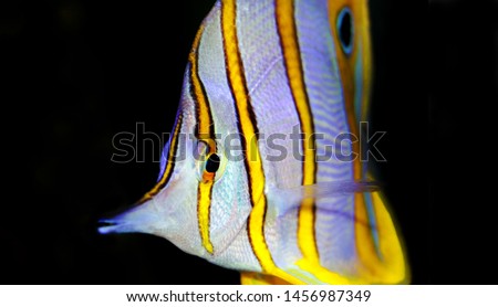 Copperband Butterflyfish
 - (Chelmon rostratus) 