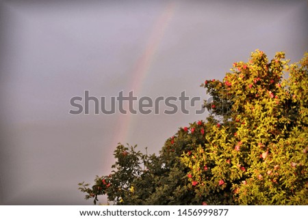 rainbow on the background of green shrubs with red flowers