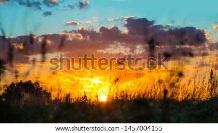 Cloudy sunset over green field. Front selective focus picture of green grass field in the evening summer sunset.