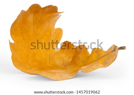 Detailed view of an oak autumn leaf on a white background. Colorful Oak leaf  on  white background close up. 