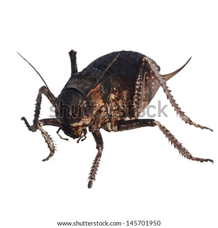 Cricket beetle isolated on white background, Bradyporus dasypus, biggest cricket