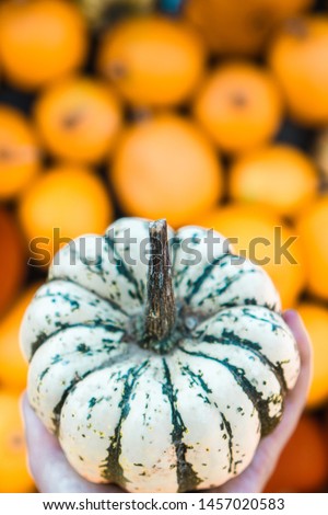 Closeup on a Sweet Dumpling Squash, Pumpkin concept. Traditional symbol for autumnal harvest, pumpkin soup and pie, Thanksgiving Day, Halloween. Farmland. Selective focus. Bright organic background.