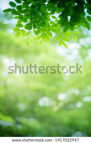 Nature of green leaf in garden at summer. Natural green leaves plants using as spring background cover page environment ecology or greenery wallpaper Royalty-Free Stock Photo #1457022947