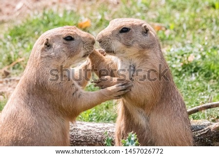 prairie dog in close up Royalty-Free Stock Photo #1457026772