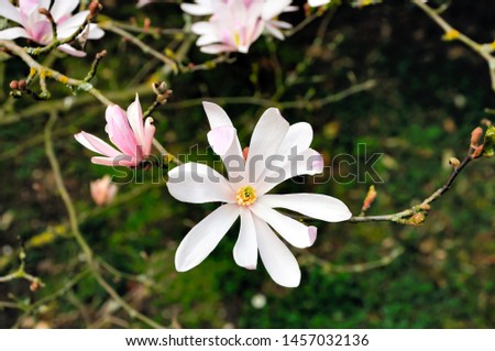white Magnolia flowers in the forest 