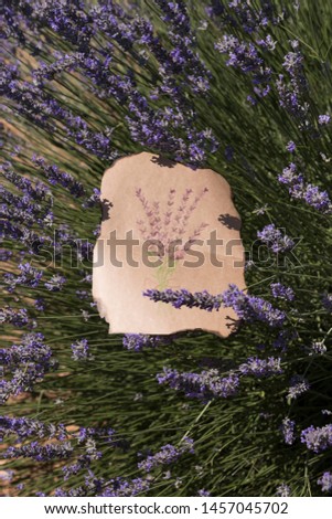 drawing lavender on the paper in the field.