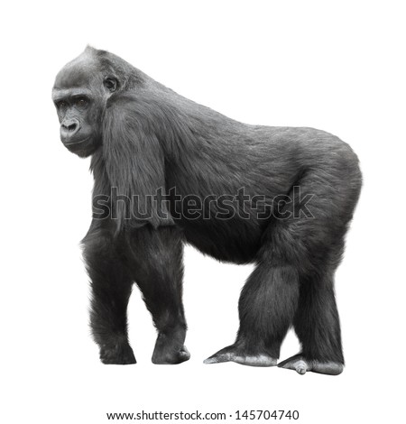 Silverback gorilla standing on a lookout isolated on white background Royalty-Free Stock Photo #145704740