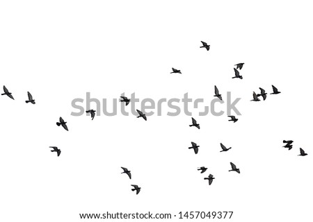 Flocks of flying pigeons isolated on white background. Clipping path. Royalty-Free Stock Photo #1457049377