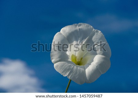 white field bindweed flower on blue background