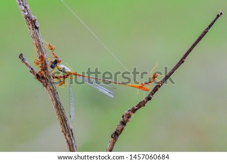 Red ants eat dragonflies on branches in tropical gardens