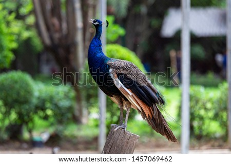 The male Indian peacock with colorful hairs is caught on its perch in natural light and the original color.