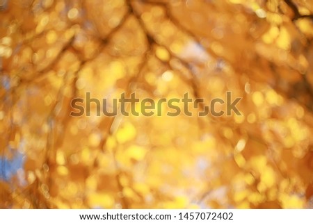 yellow leaves bokeh seasonal background / beautiful autumn leaves yellow branches abstract background, leaf fall concept