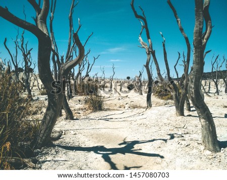 Dead forest in mount Papandayan, Garut city