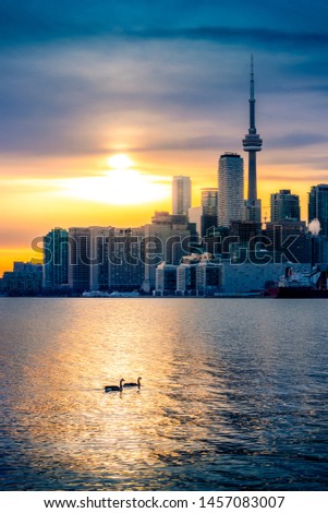 TORONTO CITY SKYLINE AT SUNSET - Beautiful scene of downtown cityscape with gorgeous sunset light in sky and clouds, Canadian geese birds swimming through warm sunlight. Toronto, Ontario, Canada
