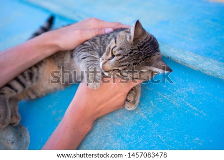 Hands of a person playing with a wild cat